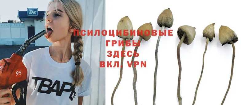 Псилоцибиновые грибы Psilocybe  Николаевск 